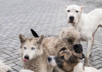 «Специалисты приедут потом»: стаи бродячих собак терроризируют новосибирцев