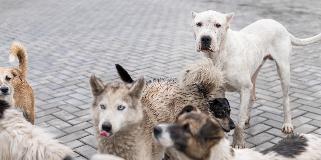 «Специалисты приедут потом»: стаи бродячих собак терроризируют новосибирцев