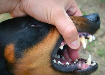 Мэрия взяла на контроль ситуацию с бродячими собаками в Калининском районе Новосибирска