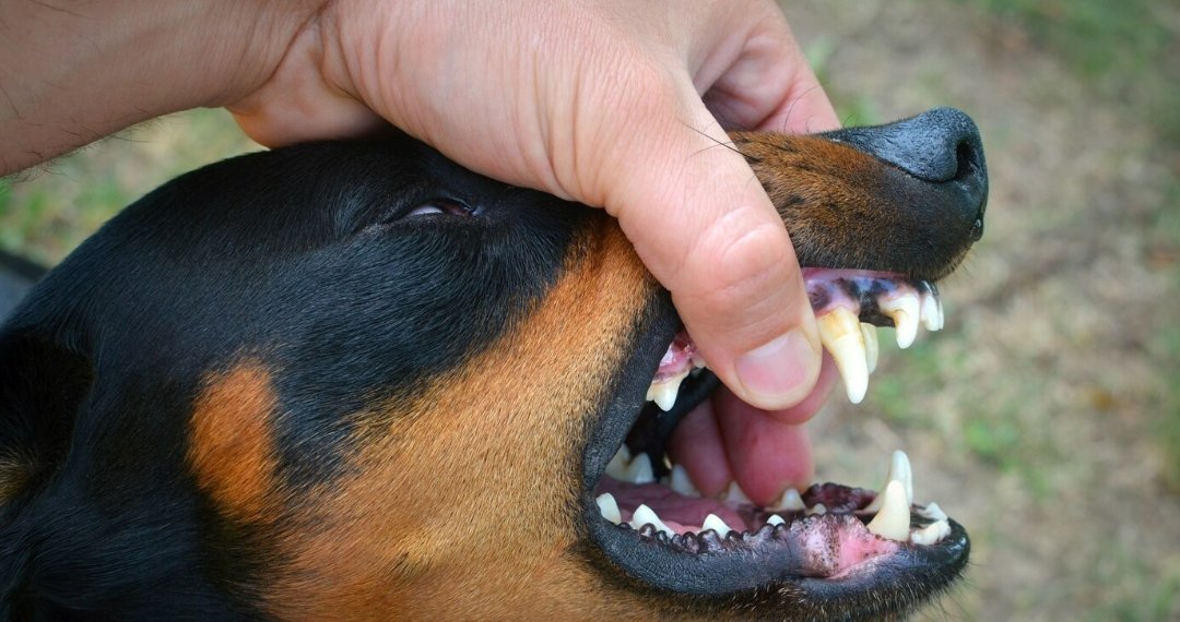 Мэрия взяла на контроль ситуацию с бродячими собаками в Калининском районе Новосибирска