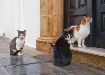 Лимит на питомцев: мошенники обманывают жителей Новосибирской области по новой схеме