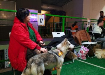 Одноглазый пёс обрёл семью на благотворительном фестивале в Новосибирске