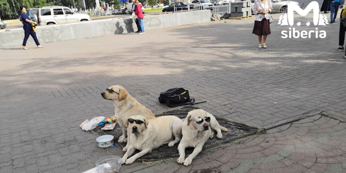 Умер хозяин легендарных лабрадоров из Первомайского сквера Новосибирска