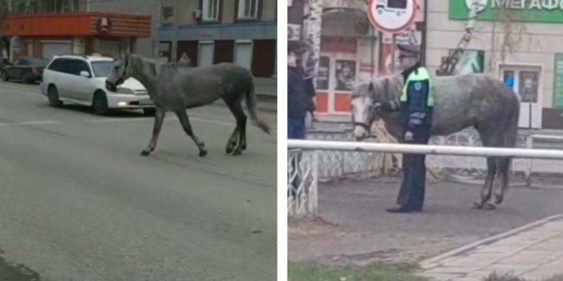 Сотрудники ДПС задержали жеребца за нарушение ПДД в Горно-Алтайске