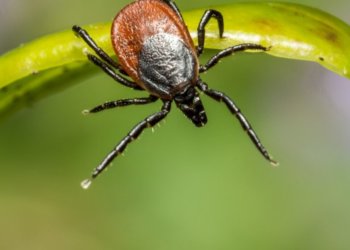 Вакцину от клещевого энцефалита за 59 млн. рублей закупят в Новосибирской области