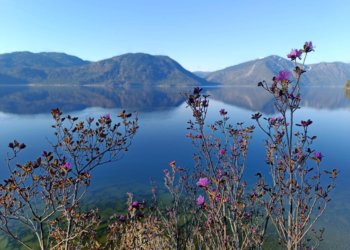 Цветение маральника началось на берегах Телецкого озера