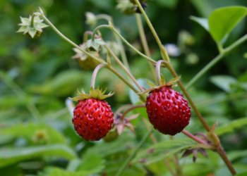 Ученые отправят землянику из Новосибирска на МКС