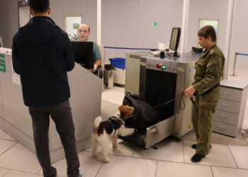 Служебная собака нашла 13, 4 тысяч долларов у мигранта в аэропорту Новосибирска