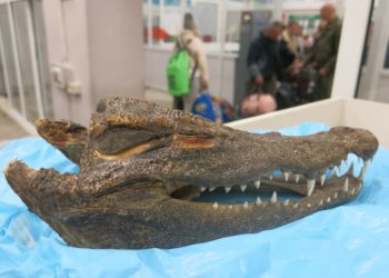 Сушёную голову крокодила обнаружили в багаже сибиряка