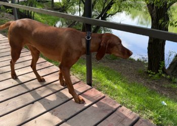 «Человек собаке друг»: в Новосибирске не хватает зон для выгула питомцев