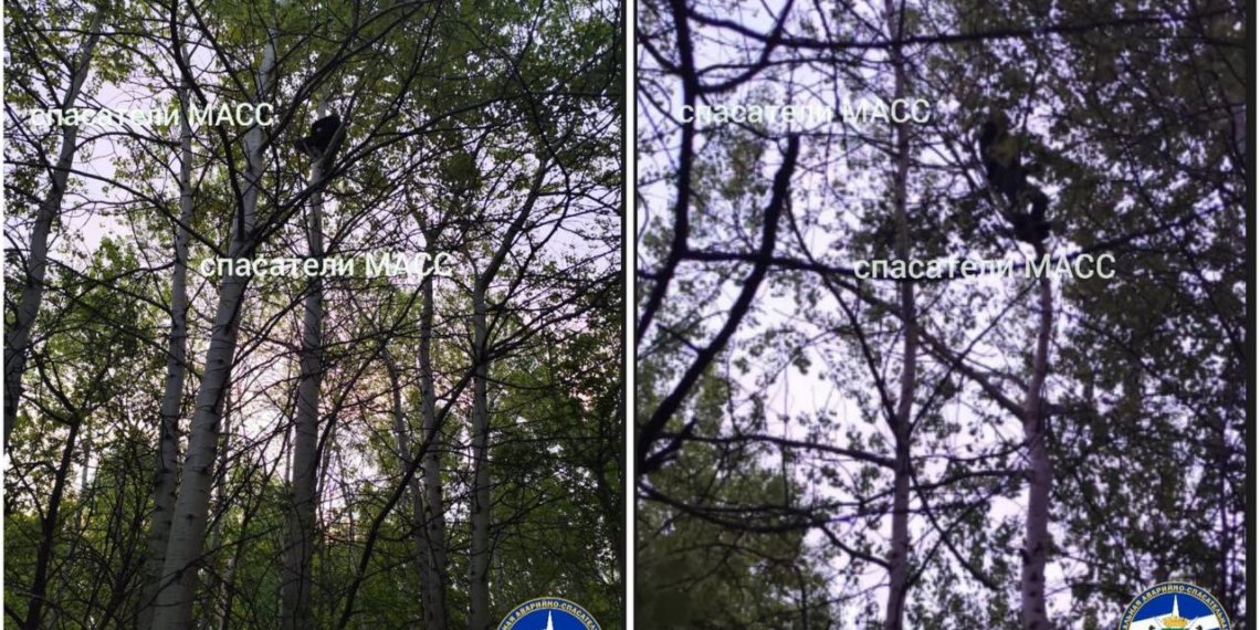 Новосибирский Тарзан: мужчина залез на дерево и не позволял себя спасти