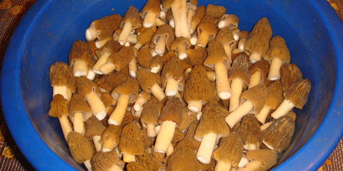 Новосибирские грибники ведрами собирают сморчки — фото