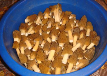 Новосибирские грибники ведрами собирают сморчки — фото