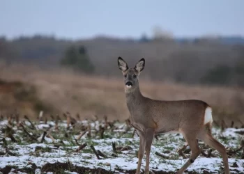 Новосибирских водителей предупредили о массовых выходах косуль на трассы