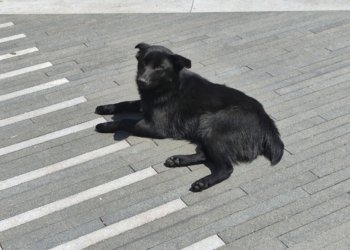 «Алло, на меня напала бродячая собака!»: в России может появиться телефон экстренной помощи