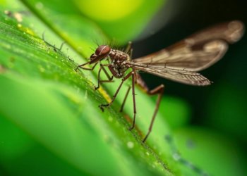 Клещи и комары стали чаще кусать новосибирцев