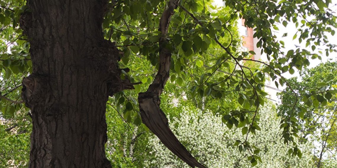 В Новосибирске накажут виновного в падении дерева на пожилую женщину