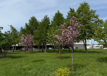 С 21 мая Новосибирскую область накроет аномальная жара