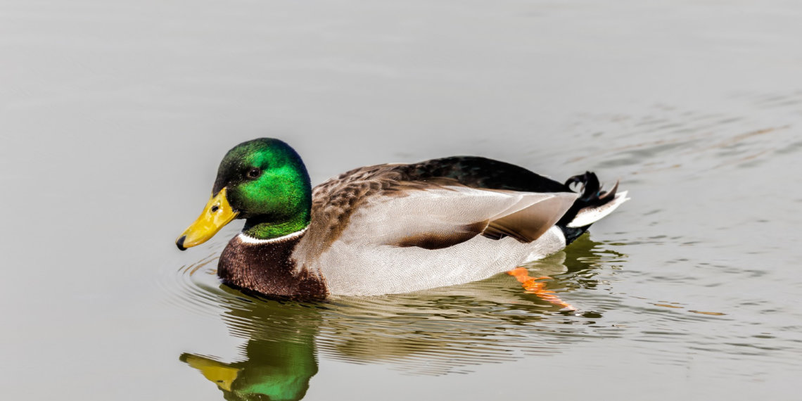 Нейросеть Сбера создала детскую книгу о водоёмах и их обитателях — «Эконавигатор: Путешествие по реке»