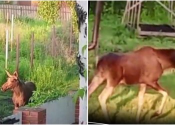 Лось вышел к людям и напугал дачницу под Новосибирском