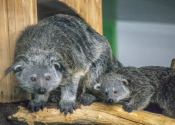 В Новосибирском зоопарке впервые в России родились редкие бинтуронги