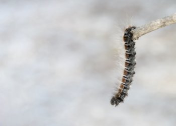 Режим повышенной готовности из-за гусениц ввели в Новосибирской области