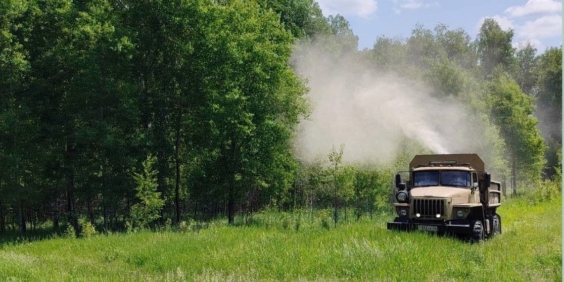 Почти 30 тысяч га леса Новосибирской области защитят от непарного шелкопряда