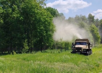 Почти 30 тысяч га леса Новосибирской области защитят от непарного шелкопряда