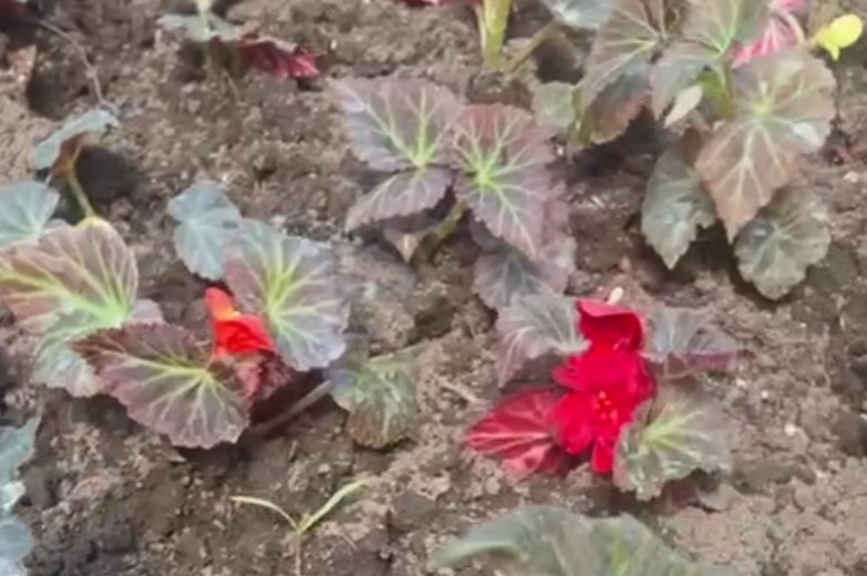 Ипомея батат: Новосибирск начали украшать цветами