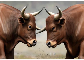 Быканули на трассе: на проезжей части в Горном Алтае быки решили устроить потасовку