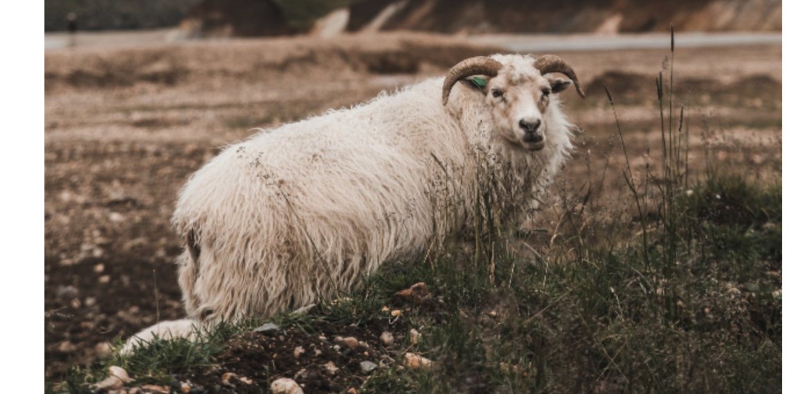 Несогласный с традициями Курбан-байрама баран сбежал, когда его пытались купить для жертвоприношения