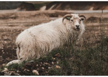 Несогласный с традициями Курбан-байрама баран сбежал, когда его пытались купить для жертвоприношения