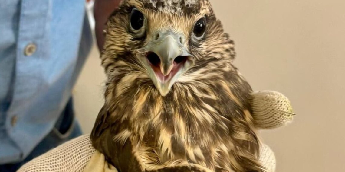 В Республике Алтай открыли тату-салон для соколов