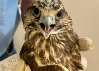 В Республике Алтай открыли тату-салон для соколов