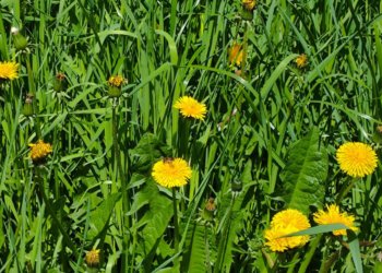 Солнечный День России: в Новосибирске ожидается до +28°C