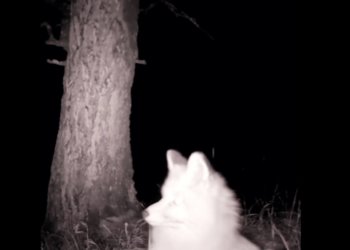 «Вибрирующая» лисица попала в фотоловушку Сайлюгемского нацпарка