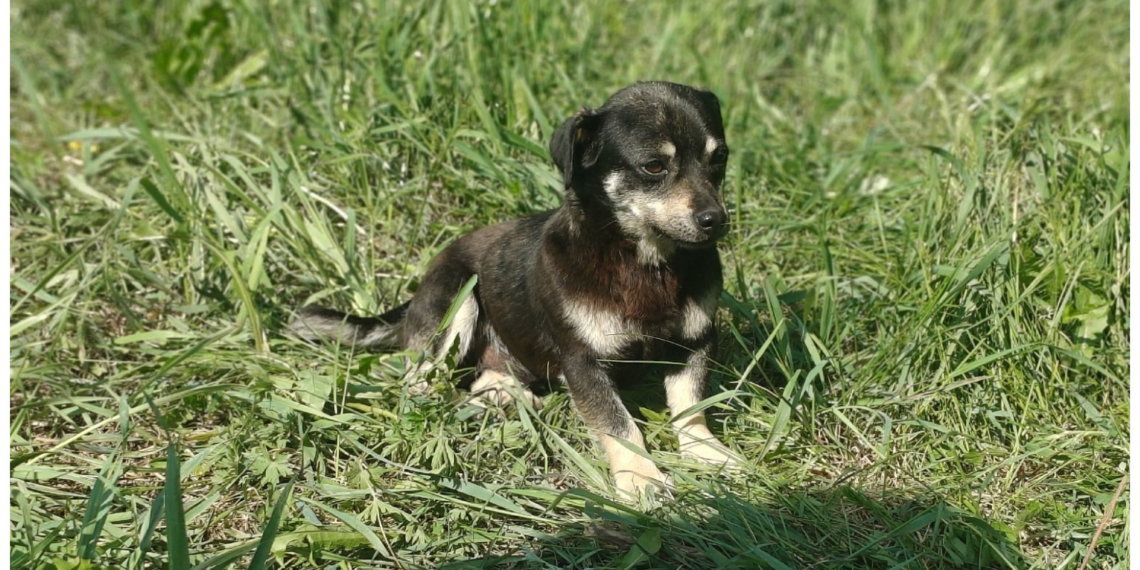 Домашняя собачка помогла отряду «ЛизаАлерт» спасти пропавшего пенсионера