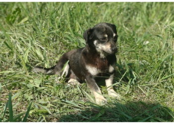 Домашняя собачка помогла отряду «ЛизаАлерт» спасти пропавшего пенсионера