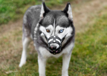 Ребенку выплатят 50 тысяч после нападения хаски в Новосибирске