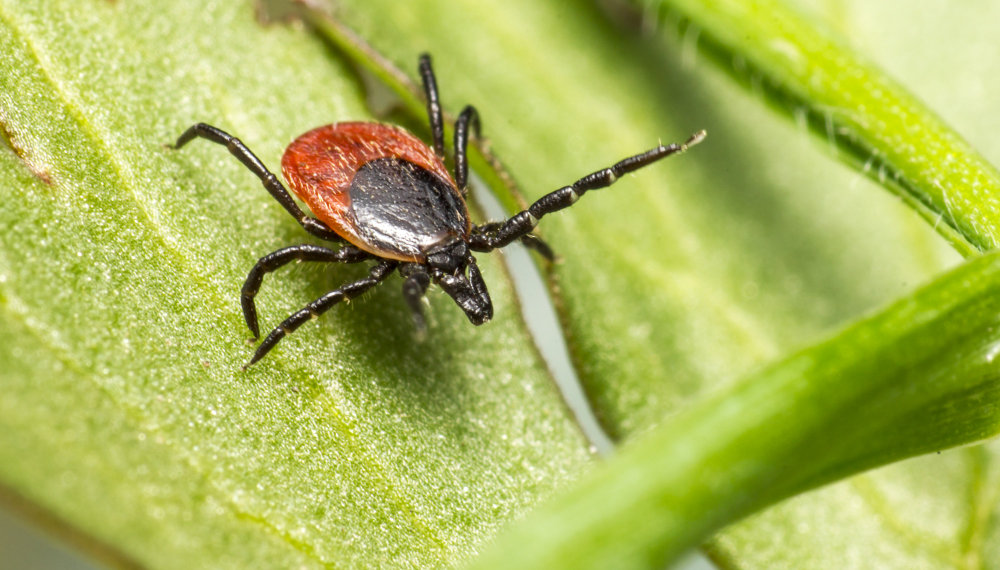 Почти 12,5 тысяч новосибирцев пострадали от укусов клещей с начала сезона