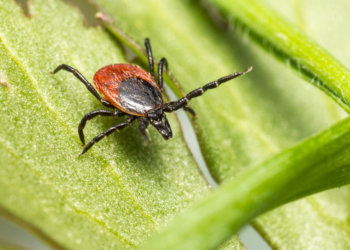 Почти 12,5 тысяч новосибирцев пострадали от укусов клещей с начала сезона