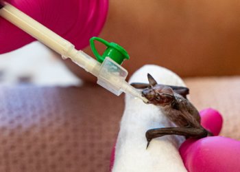 Реабилитацию детёнышей летучих мышей проводят в Новосибирском зоопарке