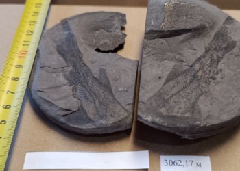 Следы древних рыб обнаружили томские геологи