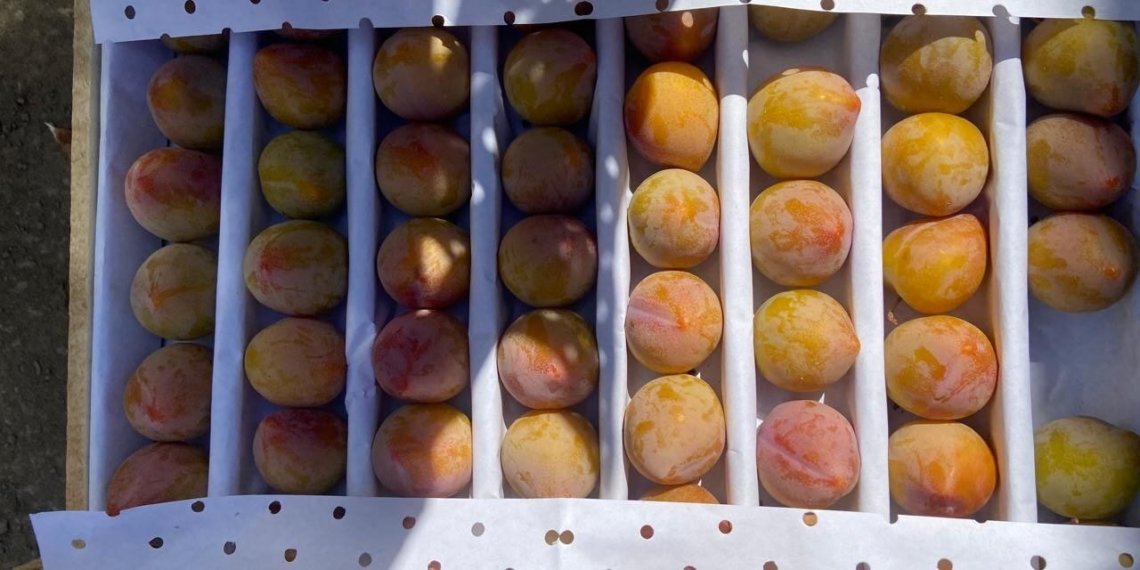 Привезенные в Новосибирск 9,5 тонн гнилых слив отправили обратно в Узбекистан