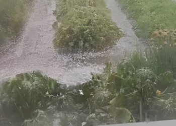 Ливень и град оббили ранетки и лепестки цветов в Новосибирской области