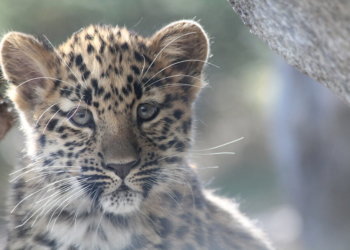 ВТБ подводит итоги конкурса по выбору имени леопарда