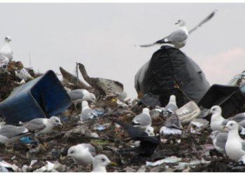 Мусорный полигон закрыли в Искитиме