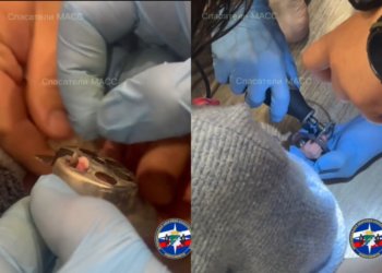 В Новосибирске сотрудники МАСС спасли сфинкса