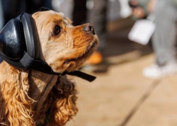 Собака-штурман в кабине и самолёты-амфибии — кто и зачем прилетел в Новосибирск?