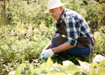 Как бороться с сорняками на участке: методы садоводов